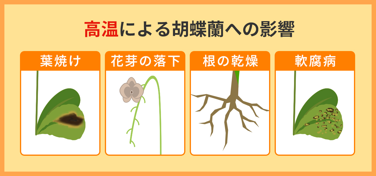 高温による胡蝶蘭への影響