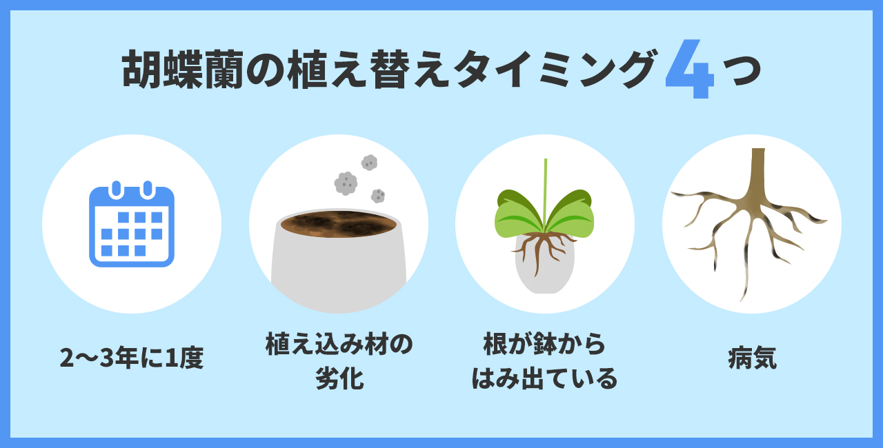 胡蝶蘭の植え替えタイミング4つ