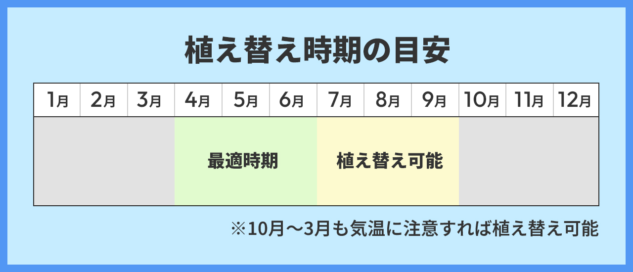 植え替え時期の目安