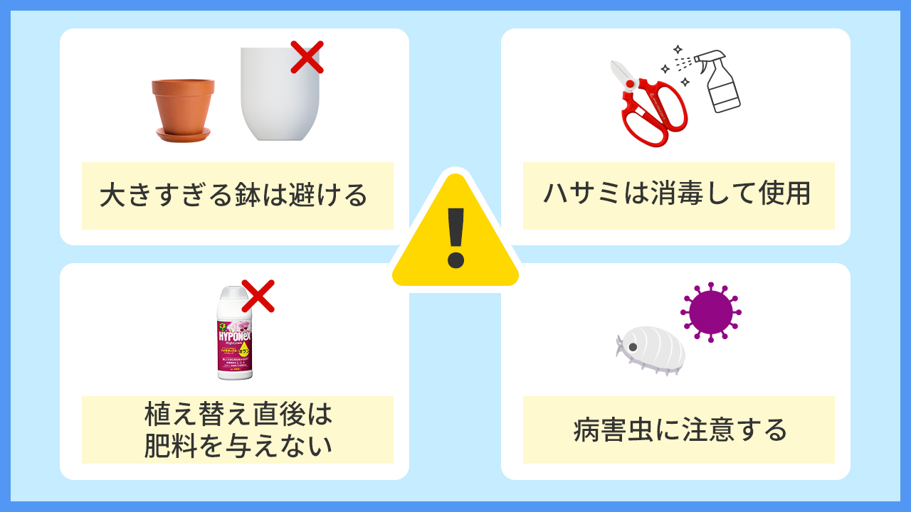 胡蝶蘭を植え替える際の注意点「①大きすぎる鉢は避ける②ハサミは消毒して使用③植え替え直後は肥料を与えない④病害虫に注意する」