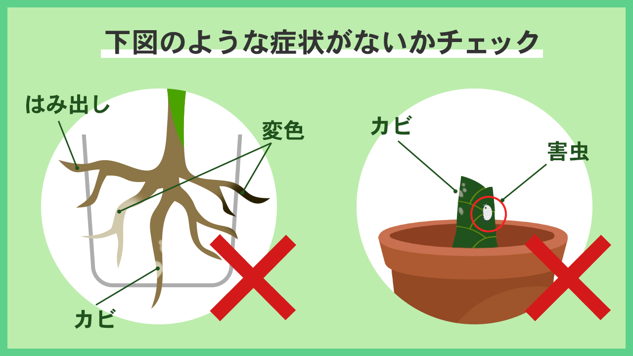 根や茎に変色、カビ、害虫がいないかチェック