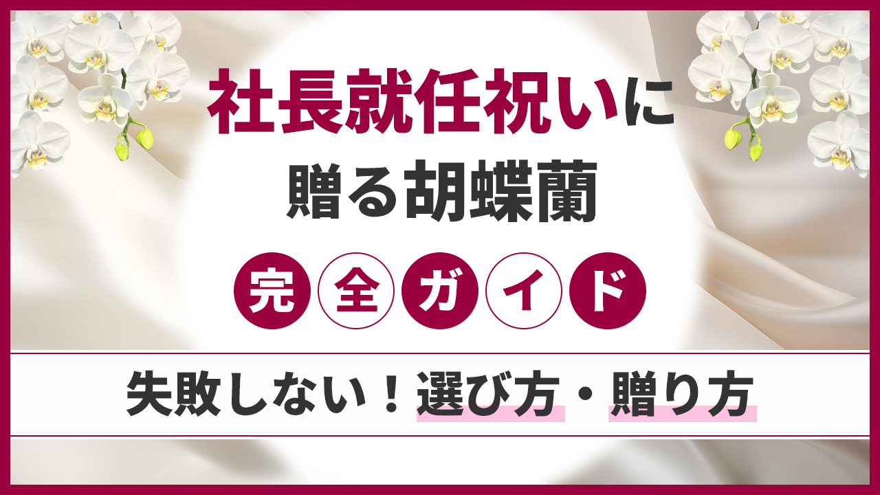 社長就任祝いに贈る胡蝶蘭完全ガイド「失敗しない！選び方・贈り方」