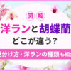 洋ランと胡蝶蘭どこが違う？見分け方や洋ランの種類も紹介