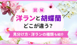 図解】洋ランと胡蝶蘭の違いと見分け方！人気洋ランの種類を比較