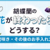 胡蝶蘭の花が終わったらどうする？二度咲きやその後のお手入れ方法を解説