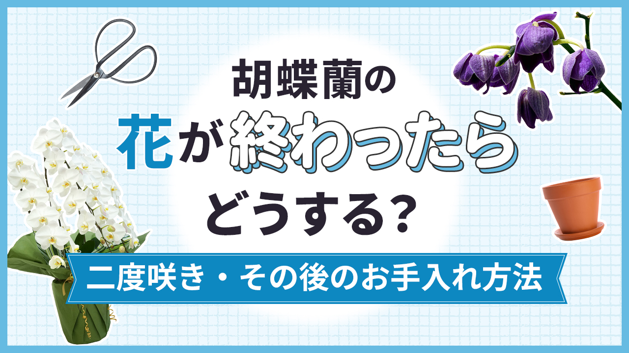 胡蝶蘭の花が終わったらどうする？二度咲きやその後のお手入れ方法を解説