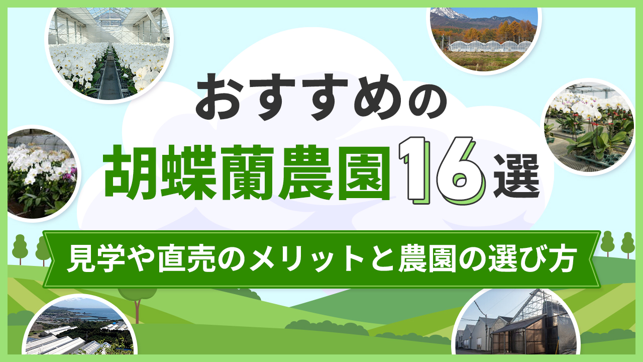 おすすめの胡蝶蘭農園16選「見学や直売のメリットと農園の選び方を解説」