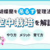 胡蝶蘭を吊るす管理法「空中栽培」を解説