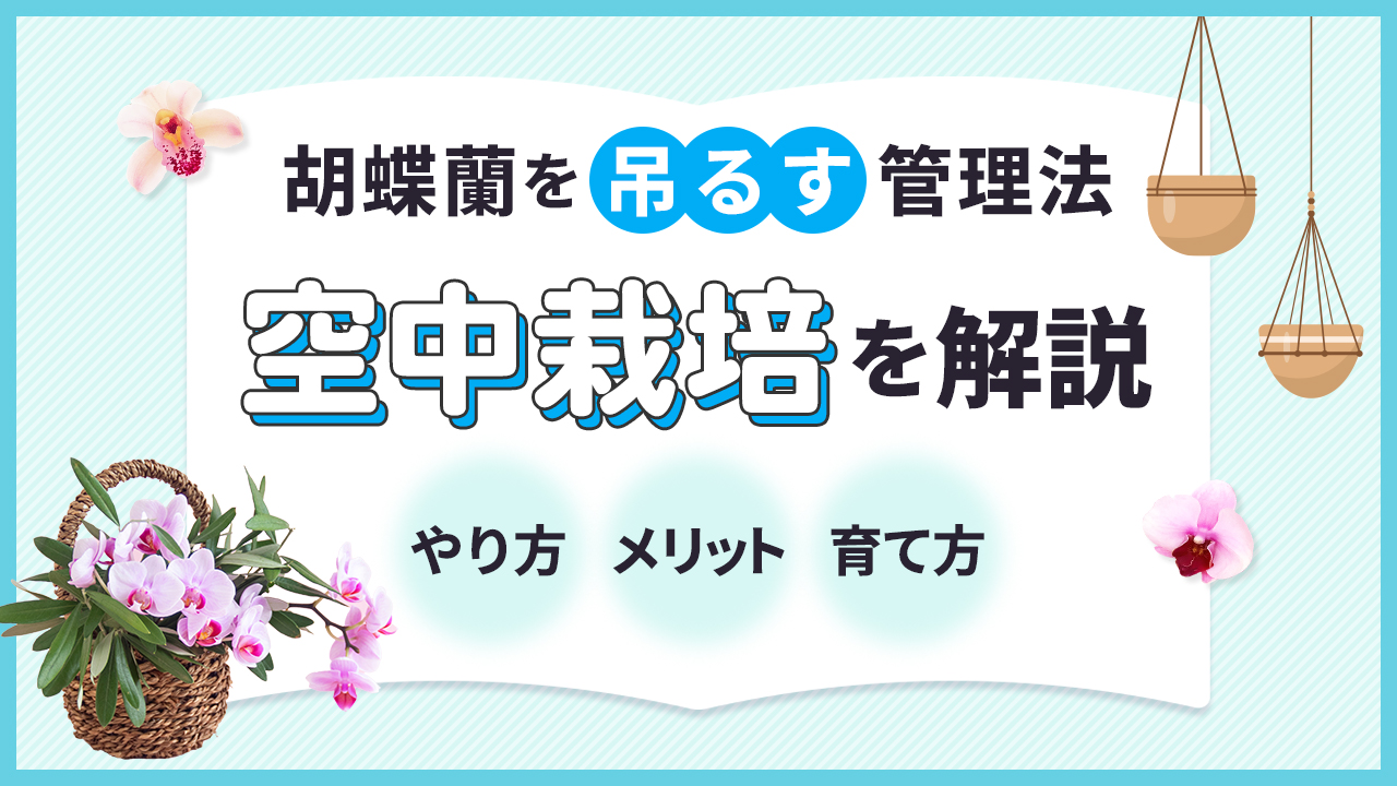 胡蝶蘭を吊るす管理法「空中栽培」を解説