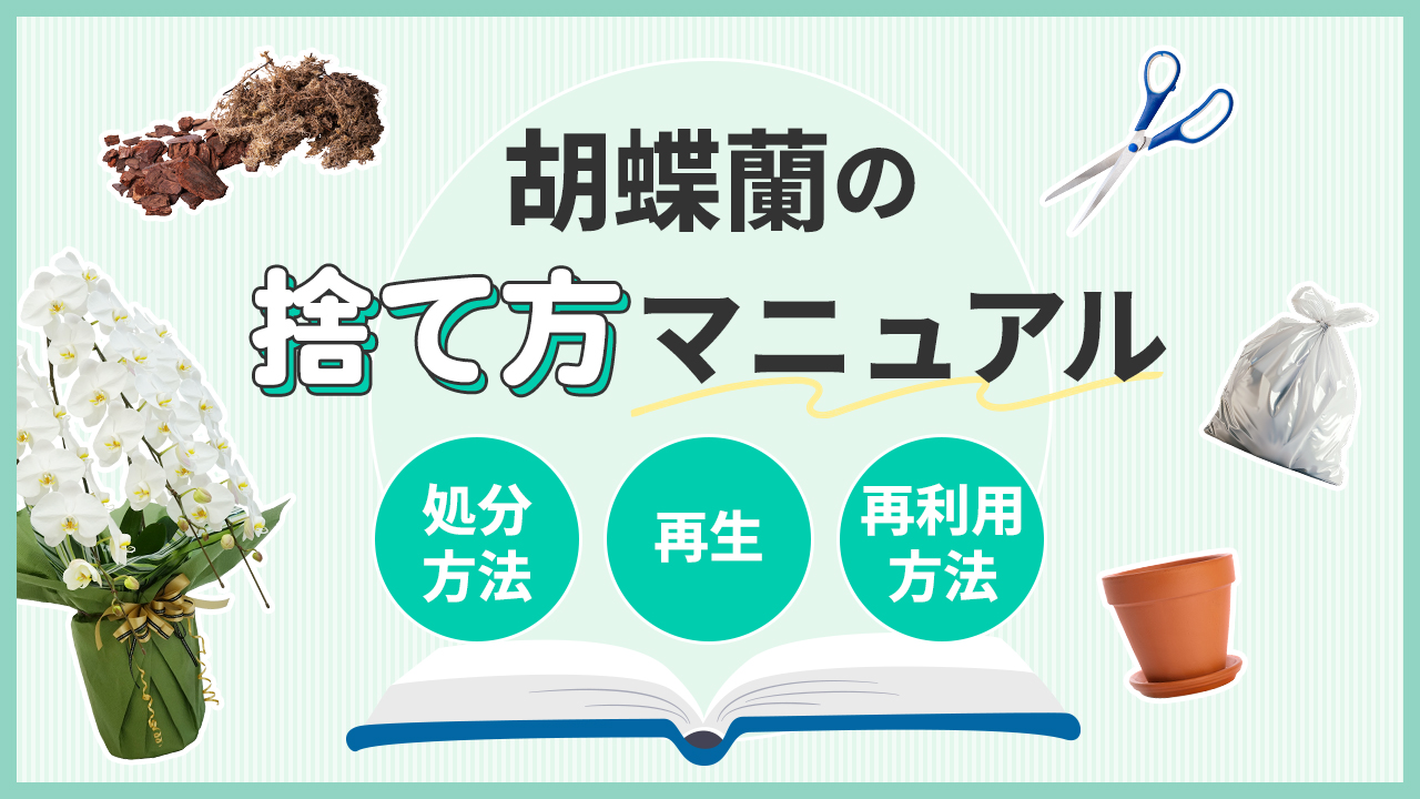 胡蝶蘭の捨て方マニュアル「処分方法・再生・再利用の方法」