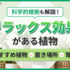 科学的根拠も解説！リラックス効果がある植物