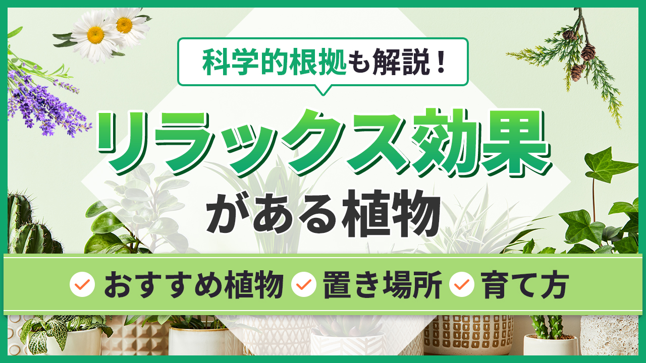 科学的根拠も解説！リラックス効果がある植物