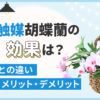 光触媒胡蝶蘭の効果は？「生花との違い」「メリット・デメリット」