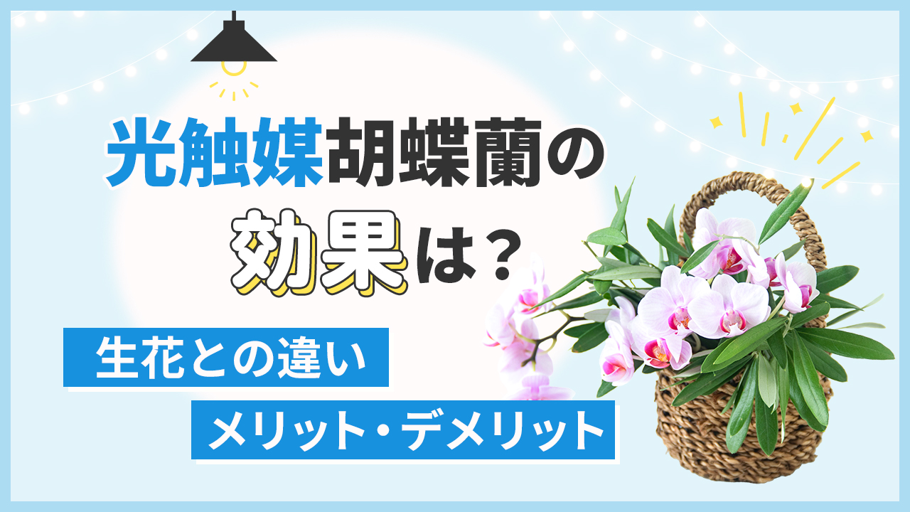 光触媒胡蝶蘭の効果は？「生花との違い」「メリット・デメリット」