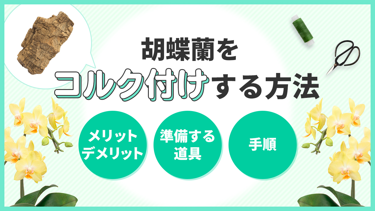 胡蝶蘭をコルク付けする方法「メリットデメリット・準備する道具・手順」を解説