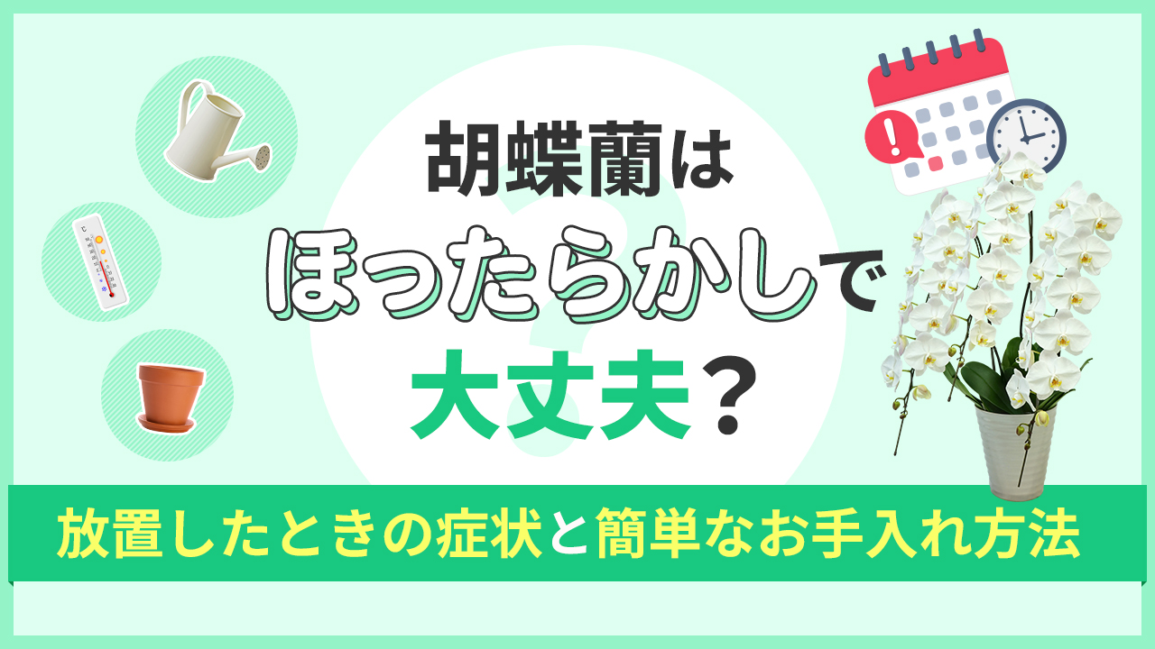 胡蝶蘭はほったらかしで大丈夫？放置した時の症状と簡単なお手入れ方法