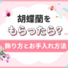 胡蝶蘭をもらったら？飾り方とお手入れ方法