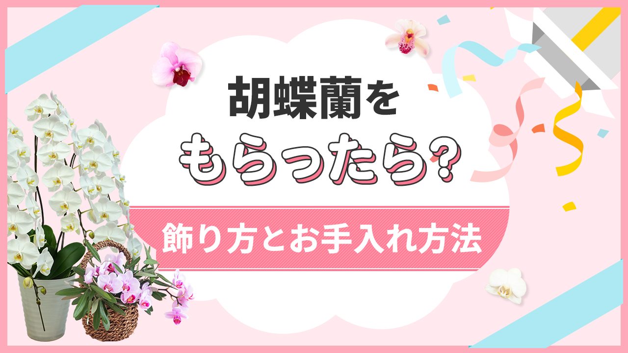 胡蝶蘭をもらったら？飾り方とお手入れ方法