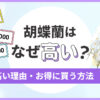 胡蝶蘭はなぜ高い？値段が高い理由・お得に買う方法