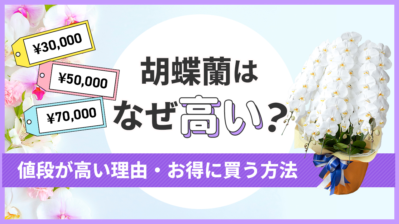 胡蝶蘭はなぜ高い？値段が高い理由・お得に買う方法