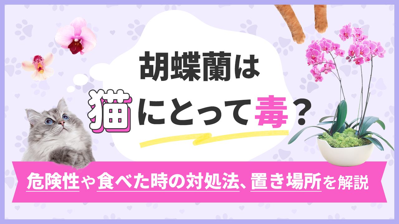 胡蝶蘭は猫にとって毒？危険性や食べた時の対処法、置き場所を解説