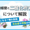 胡蝶蘭と二酸化炭素について解説「酸欠になる？噂の真相」「光合成や呼吸の仕組み」