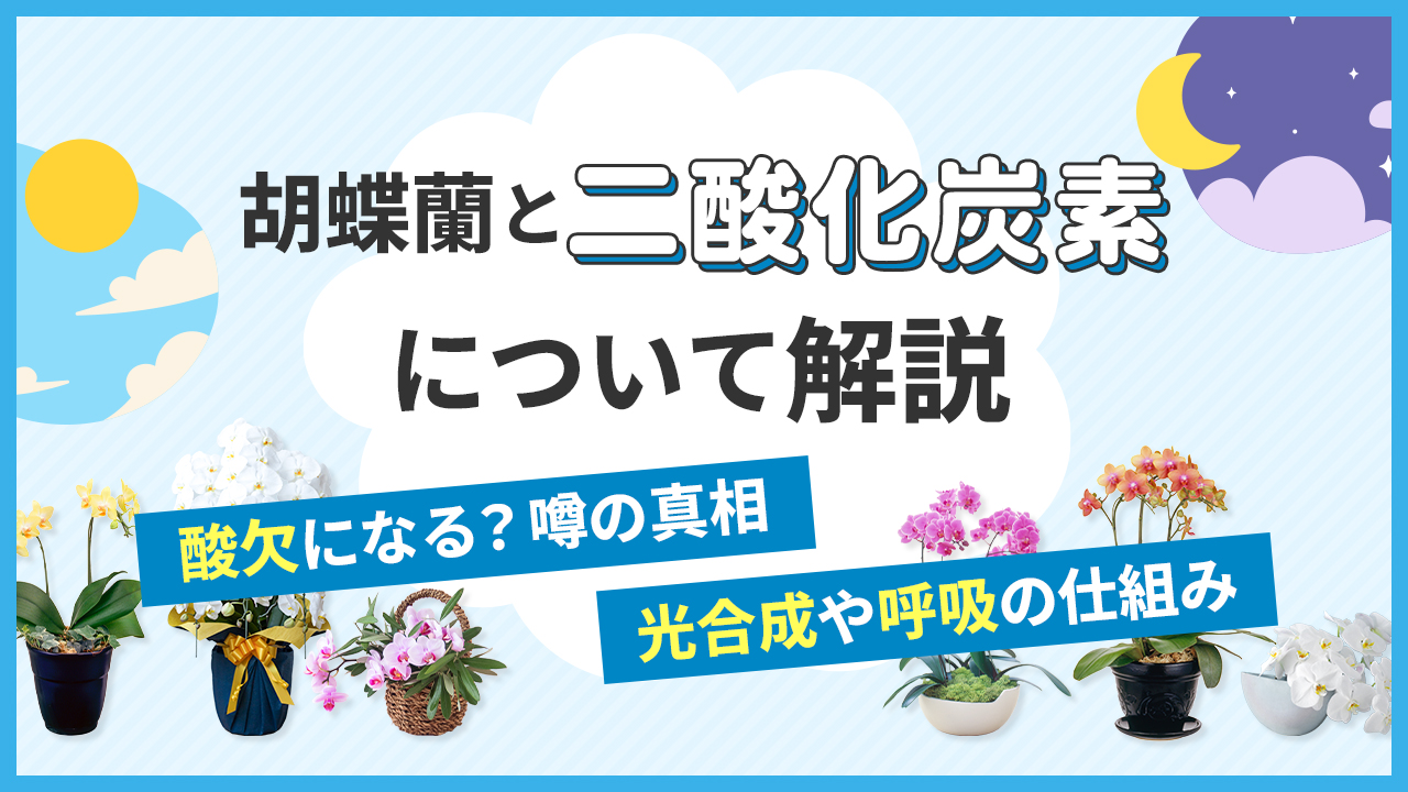 胡蝶蘭と二酸化炭素について解説「酸欠になる？噂の真相」「光合成や呼吸の仕組み」