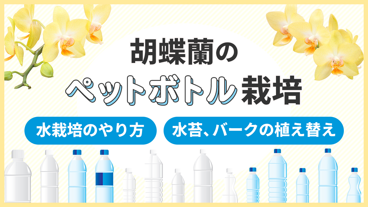 胡蝶蘭のペットボトル栽培「水栽培のやり方」「水苔、バークの植え替え」