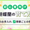 初心者向け「胡蝶蘭の育て方」基本のお手入れ・季節ごとの管理方法