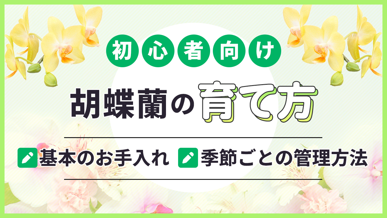 初心者向け「胡蝶蘭の育て方」基本のお手入れ・季節ごとの管理方法