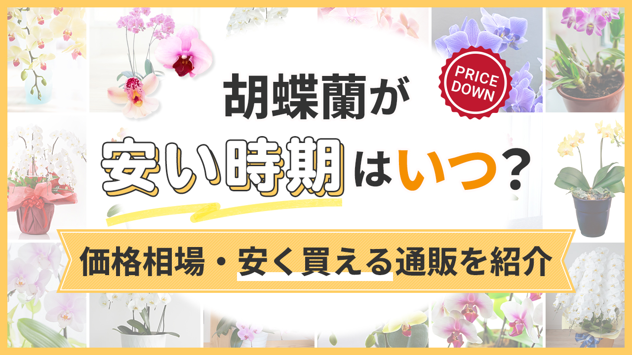 胡蝶蘭が安い時期はいつ？価格相場・安く買える通販を紹介