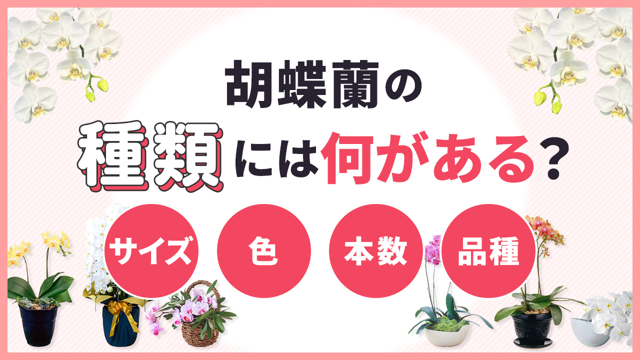 胡蝶蘭の種類には何がある？サイズ・色・本数・品種別に解説