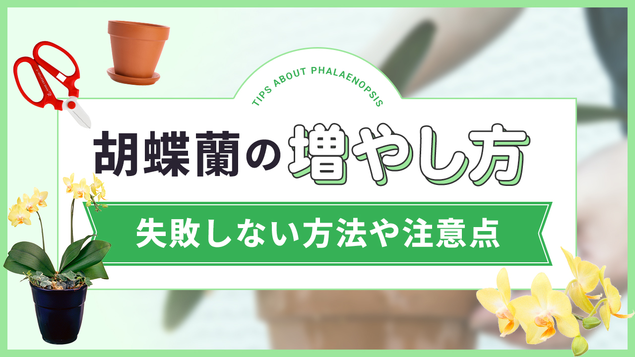 胡蝶蘭の増やし方　失敗しない方法や注意点